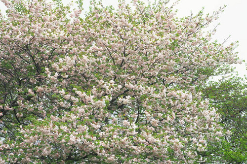 Cherry-blossom